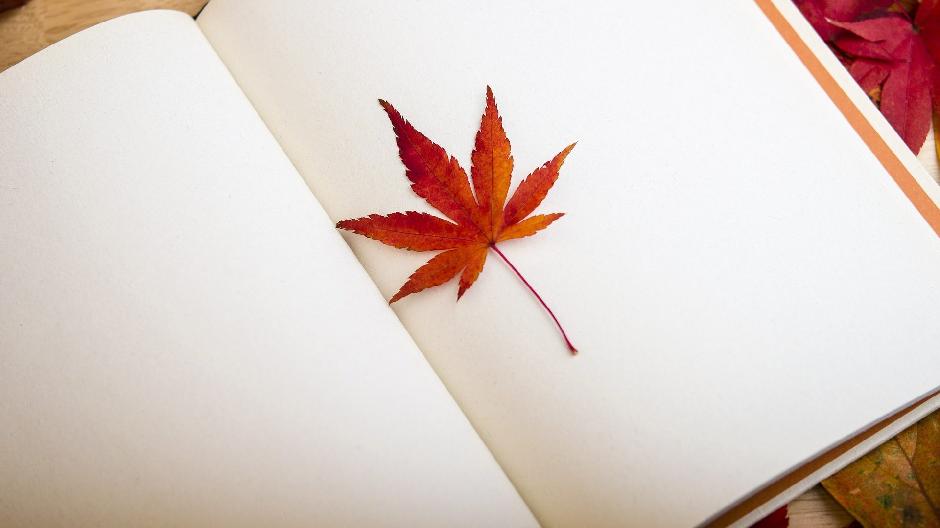 Целлюлозная осень в Топ-Менеджмент Консалт